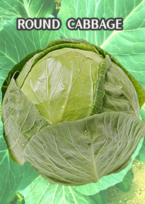 Round Cabbage com